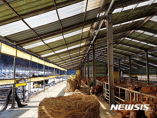[청주=뉴시스]무허가로 지어진 충북 도내의 한 축사 모습. (사진=뉴시스 DB) photo@newsis.com