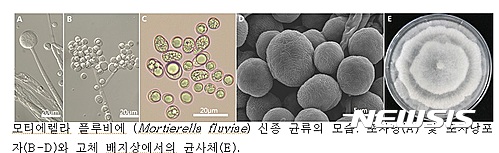 【서울=뉴시스】대표적인 신종 균류.(사진: 국립낙동강생물자원관 제공) 2017.03.15