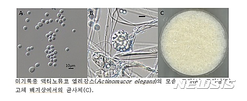 【서울=뉴시스】대표적인 미기록종 균류.(사진: 국립낙동강생물자원관 제공) 2017.03.15