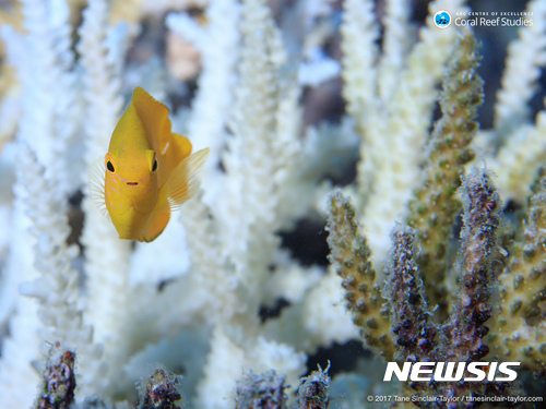 [ARC산호초연구최고센터·AP/뉴시스]호주 그레이트배리어리프(대산호초)의 건강한 산호초 사이에서 물고기 한 마리가 헤엄치고 있는 모습. 호주 연구팀은 16일 네이처에 발표한 연구논문에서 1998년과 2002년, 2016년 그레이트 배리어 리프에서 관측된 대규모의 산호초 백화가 온난화에 따른 수중 열파 때문이라고 밝히고,수질개선이나 어획 통제 등으로는 그레이트 배리어 리프를 지킬 수 없고 기후온난화를 막아야만 가능하다고 밝혔다. 2017.03.16 