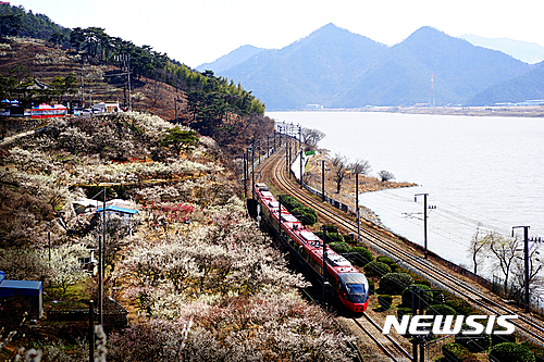 [양산=뉴시스] 원동매화축제. (사진=뉴시스 DB). photo@newsis.com