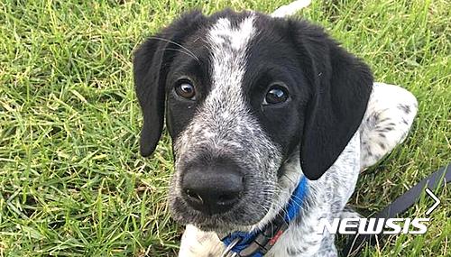 【서울=뉴시스】 17일(현지시간) 뉴질랜드헤럴드에 따르면 이날 오전 4시께 폭탄탐지견인 '그리즈(Grizz)'가 탐지업무 도중에 조련사의 목줄을 풀고 달아났다. 그리즈는 활주로에서 3시간 이상 활보하면서 총 16대의 여객기의 이륙을 방해하며 연착시켰다. 공항 측은 결국 경찰을 동원해 총으로 그리즈를 사살했다. 사진은 그리즈의 모습. (사진 출처 = 오클랜드 공항 트위터) 2017.03.17 