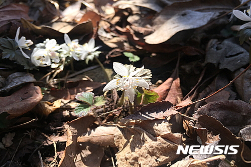 【무주=뉴시스】정경재 기자 = 19일 덕유산국립공원 등산로에 봄을 알리는 야생화인 너도바람꽃이 꽃망울을 활짝 터뜨리고 등반객을 맞이하고 있다. 2017.03.19. (사진= 덕유산국립공원사무소 제공)   photo@newsis.com