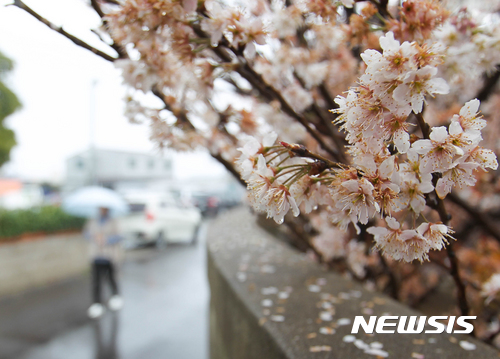 【제주=뉴시스】우장호 기자 = 일 년 중 낮과 밤의 길이가 같다는 춘분(春分)절기인 20일 오후 제주시 이호동의 한 주택가에 봄의 전령 가운데 하나인 복사앵도 꽃이 봄비를 맞으며 활짝 펴 있다. 2017.03.20.   woo1223@newsis.com