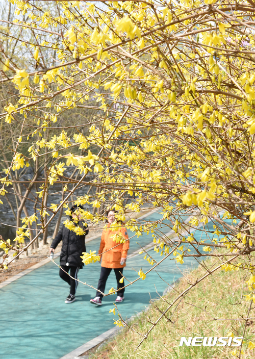 【울산=뉴시스】배병수 기자 = 절기상 춘분(春分)이 하루지난 21일 울산시 남구 무거동 무거천변에 노란 개나리꽃이 활짝 펴 산책객의 눈길을 끌고 있다. 2017.03.21.   bbs@newsis.com 