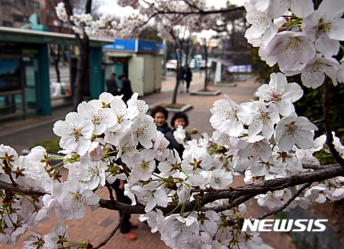 【울산=뉴시스】배병수 기자 = 봄기운이 완연한 21일 울산시 남구 공업탑 인근 아파트 화단에는 벚꽃이 만개해 지난가는 시민들의 눈길을 끌고 있다. 2017.03.21.    bbs@newsis.com   