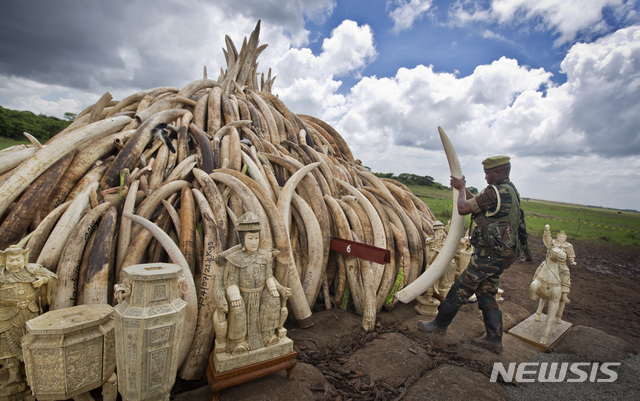 【나이로비=AP/뉴시스】지난 2016년 4월28일 케냐 야생동물관리국 당국자가 나이로비 국립공원에서 쌓여 있는 상아를 만지는 모습. 2019.09.28.
