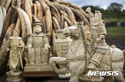 【나이로비=AP/뉴시스】 중국에서 상아 가격 폭락으로 올해 말까지 문 닫는 관련 기업이 늘고 있다는 동물보호단체 보고서가 29일(현지시간) 발표됐다. 국제코끼리보호단체 '세이브 더 엘리펀트'(Save The Elephants)가 이날 발표한 보고서에서 최근 중국의 경제 성장 둔화와 함께 기업인들이 관리들에게 고가의 상아 선물을 하지 못하는 반부패 정책 때문에 상아 가격이 급락했다고 밝혔다. 지난 2016년 4월28일 케냐 나이로비 국립공원이 불 태우기 위해 쌓아 놓은 불법 코끼리 상아 더미 앞에 상아 조각품들이 높여 있다. 2017.02.30