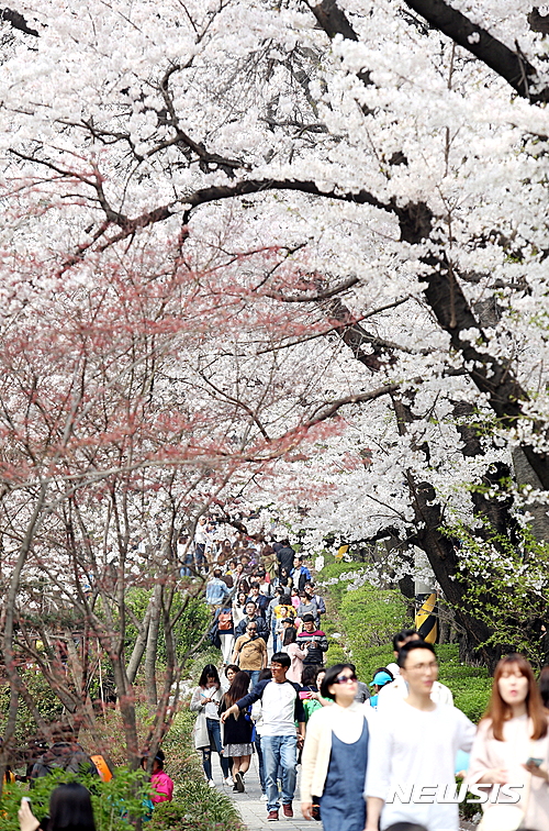 경기도청 벚꽃축제. (사진=경기도 제공)&nbsp; 
