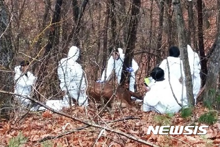 【안동=뉴시스】김진호 기자 = 경북 안동시에서 폐사된 가축의 유기가 잇따라 발생함에 따라 경찰이 수사에 착수했다. 지난달 30일 녹전면 야산에서 경북동물위생시험소 관계자들이 유기된 한우 사체를 살펴보고 있다. 2017.04.05 (사진= 안동시 제공) photo@newsis.com 