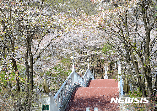 【파주=뉴시스】이경환 기자 = 경기 파주시는 4월을 맞아 봄내음 가득한 벚꽃 나들이 명소를 선정했다고 6일 밝혔다. 이 가운데 한 곳인 적성면 설마교에 벚꽃이 핀 모습이다. 2017.04.06.(사진=파주시 제공)&nbsp; lkh@newsis.com 