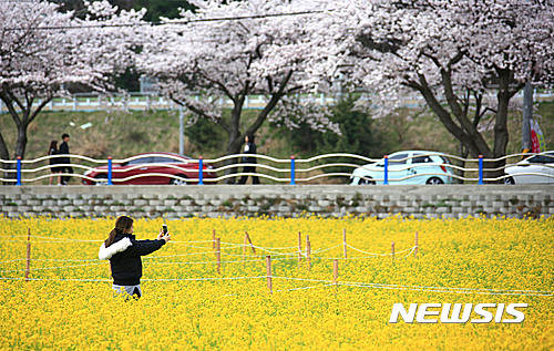  【삼척=뉴시스】 김태식 기자 = 6일 강원 삼척시 근덕면 맹방해수욕장 인근 유채꽃축제장에 유채꽃이 화려하게 피어 있다. 삼척 유채꽃축제는 오는 4월7일부터 30일까지 열린다. 2017.04.06.(사진=삼척시청 제공)&nbsp; photo@newsis.com