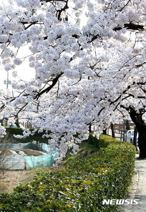 【강릉=뉴시스】김경목 기자 = 6일 오후 강원 강릉시 경포대 일원에 벚꽃이 만발해 봄의 정취를 느낄 수 있다. 강원지방기상청은 이날 경포대 벚나무 군락지의 표준 관측목에서 벚꽃 만발이 확인됐고, 군락지 벚나무에서도 벚꽃이 만개했다고 밝혔다.&nbsp; 표준 관측목 개화(4월4일)와 만발(4월6일)은 지난해보다 1일 빠른 것으로 나타났다. 2017.04.06.&nbsp; photo31@newsis.com