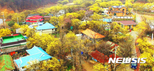 【이천=뉴시스】이정선 기자 = 제18회 이천백사산수유 축제 개막을 하루 앞둔 6일 오후 경기 이천 백사면 축제장에서 만개한 봄 전령사 노란 산수유 꽃이 관람객을 유혹하고 있다.100년이 넘는 수령의 산수유 자생군락지가 형성된 이천 백사면은 초봄에는 노란 꽃이 피고, 가을엔 빨간 열매가 온 마을을 감싸는 광경을 자아낸다. 2017.04.06. (사진=경기일보 제공)&nbsp; photo@newsis.com