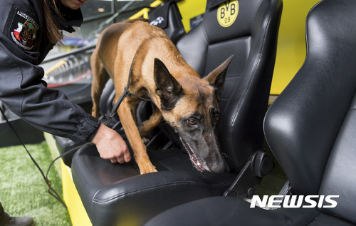 【도르트문트=AP/뉴시스】보루시아 축구팀 버스 인근에서 폭발물이 터져 선수와 경찰이 1명 씩 다친 독일 도시의 축구장에서 12일 냄새 맡은 수색견이 좌석을 조사하고 있다. 2017. 4. 12.