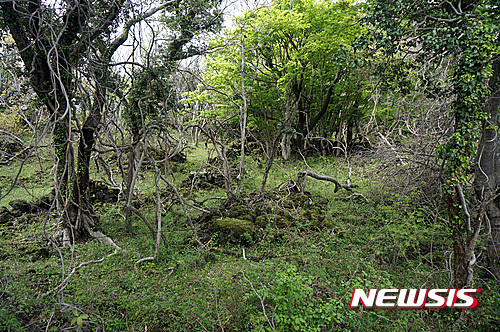 안덕 곶자왈<뉴시스 DB>