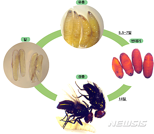 【나주=뉴시스】파리의 변태 과정
