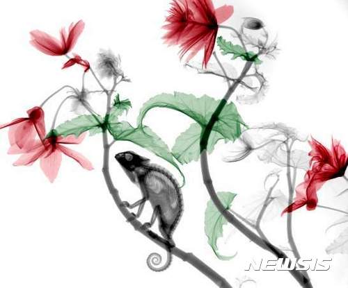 【서울=뉴시스】대한민국국제포토페스티벌(KIPF2017, 조직위원장 은효진, 주관 - 하얀나무, APC뉴스)이 오는 5월19일부터 한국최고의 복합문화공간인 서울 서초동 예술의 전당 한가람디자인미술관에서 아트페어형식으로 열린다. 올해로 4회째를 맞이하는 대한민국국제포토페스티벌은 전시 주제는 ‘사진의 반란’(Rebellion of Photo)으로 사물의 기록이라는 본원적인 숙명에서 탄생한 사진이 현대미술과의 융합과 분열과정을 통해 변모해가며 예술로서의 지위를 확보해가는 시대상속에 동시대 사진가들의 실험적인 방황을 통해 미래로 향하는 시선을 더듬어보는 취지로 기획되었다. 서울에서 열리는 대규모 사진축제로는 손에 꼽히는 사진전, 2017년 '대한민국국제포토페스티벌(Korea International Photo Festival 2017)'은 다큐멘터리부터 컨템포러리한 사진까지 현대사진을 한눈에 관통해 볼 수 있는 100여명의 사진가들의 작품 700여점이 전시되어 다채로운 시각예술의 향연을 펼친다. 특히, 이번 페스티벌은 사진을 판매하는 아트페어형식으로 진행되어 전시된 모든 작품을 직접 구매할 수 있어 사진애호가들에게는 착한 가격에 작품을 소장할 수 있는 흔치 않는 기회가 주어진다. 사진은 아리 반트 리에트(Arie Van 't Riet, 네덜란드) 作 'Chameleon Begonia'. 2017.04.19. (사진=하얀나무 제공) photo@newsis.com