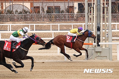 【서울=뉴시스】지난 3월12일 경기 과천시 렛츠런파크 서울에서 열린 서울마주협회장배 1200m 경주에서 올웨이즈위너가 가장 빨리 결승선을 통과하고 있다. (사진=한국마사회 제공)