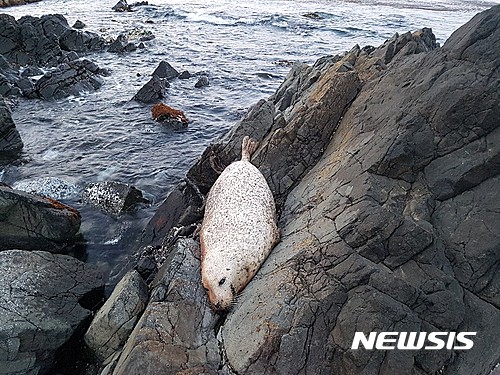 【울산=뉴시스】안정섭 기자 = 울산해양경비안전서는 북구 우가마을 인근 갯바위에서 천연기념물 제331호인 점박이물범 사체 1구를 발견했다고 24일 밝혔다. 사진은 전날 오후 발견된 점박이물범 사체. 2017.04.24. (사진=울산해양경비안전서 제공)   photo@newsis.com