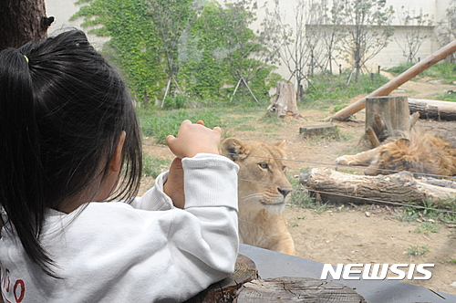 【전주=뉴시스】강인 기자 = 25일 전북 전주동물원이 AI 여파로 4개월 만에 재개장 한 가운데 꼬마 관람객이 사자를 보고 있다. 2017.04.25.   kir1231@newsis.com