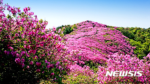 【장수=뉴시스】윤난슬 기자 = 전북 장수군 봉화산(해발 920m) 철쭉단지 철쭉꽃들이 26일 수줍게 꽃망울을 터트리기 시작했다. 2017.04.26.(사진=장수군 제공)  photo@newsis.com
