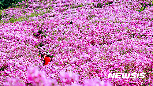 【장수=뉴시스】윤난슬 기자 = 전북 장수군 봉화산(해발 920m) 철쭉단지 철쭉꽃들이 26일 수줍게 꽃망울을 터트리기 시작했다. 2017.04.26.(사진=장수군 제공)  photo@newsis.com