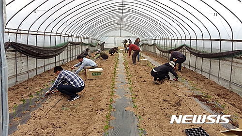 【양구=뉴시스】한윤식 기자 = 강원 양구군 농업기술센터 직원 20여명은 26일 일손 부족으로 어려움을 겪고 있는 남면 청1리 마을내 독거노인 유민복(79)씨 가정을 찾아 봄철 영농기 농촌 일손 돕기를 실시했다.2017.04.26.(사진=양구군청 제공)&nbsp; ysh@newsis.com