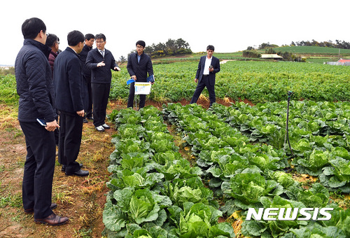 【나주=뉴시스】이창우 기자 = 27일 한국농수산식품유통공사(aT)에 따르면 올해 봄배추는 재배면적 증가와 기상여건 호조로 생산과잉이 우려되고 있다. aT는 사전 수급조절을 위해 봄배추 2000t을 긴급 수매키로 결정했다. 사진은 해남 가을배추 생산단지. 2017.04.27 (사진=aT제공)   lcw@newsis.com  