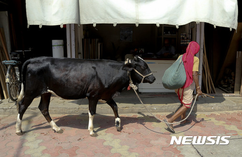 【뭄바이=AP/뉴시스】2017년4월28일 한 인도 여성이 소를 끌고 가고 있다. 국제 인권 단체는 '소 보호자'를 자처한 힌두 교도들이 무슬림과 하층 카스트들에게 소 및 소고기와 연관시켜 폭력을 휘두르고 있다고 지적했다. 2017. 5. 1. 