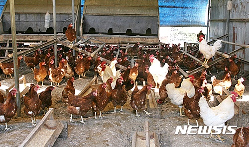  【단양=뉴시스】강신욱 기자 = 조류 인플루엔자 청정지역을 유지하는 충북 단양군은 산란계 동물복지 축산농장인증을 받은 농장이 전국에서도 가장 많은 것으로 나타났다. 사진은 산란계 복지농장인 단양군 영춘면 용진리 계용축산. 2017.05.01. (사진=단양군 제공)&nbsp; photo@newsis.com