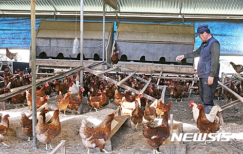  【단양=뉴시스】강신욱 기자 = 조류 인플루엔자 청정지역을 유지하는 충북 단양군은 산란계 동물복지 축산농장인증을 받은 농장이 전국에서도 가장 많은 것으로 나타났다. 사진은 산란계 복지농장인 단양군 영춘면 용진리 계용축산. 2017.05.01. (사진=단양군 제공)&nbsp; photo@newsis.com