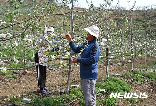 【안동=뉴시스】 영천의 한 농가가 자신의 과수원에서 인공수분을 하고 있다. 2019.09.30 (사진=뉴시스 DB)