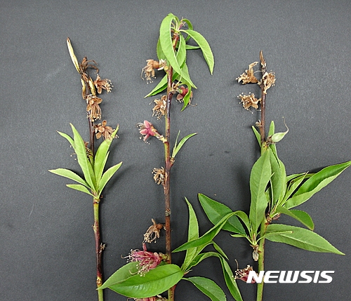 【안동=뉴시스】류상현 기자 = 복숭아 결과지에 고사 증상이 나타난 모습. 2017.05.07 (사진=경북도 제공) photo@newsis.com