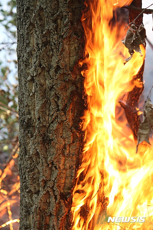  【삼척=뉴시스】 김태식 기자 = 7일 강원 삼척시 도계읍 점리 야산의 산불이 강풍을 타고 이틀째 확산되고 있는 가운데 불길이 나무를 삼키고 있다. 2017.05.07&nbsp; newsenv@newsis.com