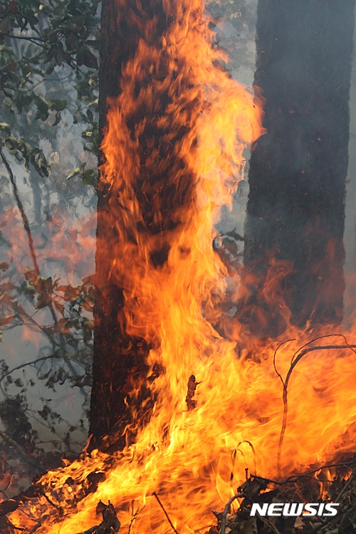  【삼척=뉴시스】 김태식 기자 = 7일 강원 삼척시 도계읍 점리 야산의 산불이 강풍을 타고 이틀째 확산되고 있는 가운데 불길이 나무를 삼키고 있다. 2017.05.07&nbsp; newsenv@newsis.com