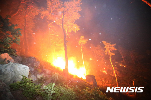 【강릉=뉴시스】김경목 기자 = 8일 새벽 강원 강릉시 성산면 어흘리 대관령 길목의 백두대간 야산에서 전날 꺼졌던 산불이 초속 20m 이상의 강한 바람을 타고 재발해 번지고 있다. 2017.05.07. photo31@newsis.com