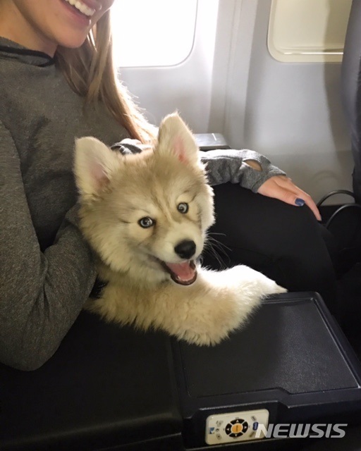 [AP/뉴시스] 시베리안 허스키와 포메라니안 사이에서 태어난 '폼스키' 강아지 