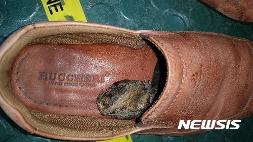 【케언스=AP/뉴시스】호주 수자원농업부가 11일(현지시간) 공개한 죽은 두꺼비 사진. 이 두꺼비는 이날 북서부 케언스 공항에서 인도네시아를 여행하고 돌아온 승객의 신발에서 발견됐다. 호주 검역당국은 이날 태국 인도네시아 등 동남아 여행객들에게서 두꺼비가 발견되는 사례가 공항 3곳에서 일어나자 여행자들에게 자신의 수하물과 소지품에 두꺼비 등 양서류가 있을 수 있다고 경고했다. 2017.05.11