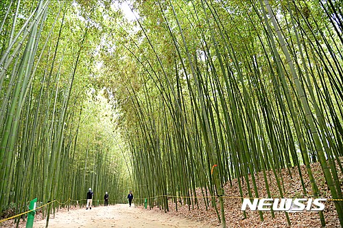【울산=뉴시스】조현철 기자 = 가을여행주간(10월 21일∼11월 5일)을 맞아 문화체육관광부와 한국관광공사가 걷기여행 붐 확산 및 지역경제 활성화를 위해 실시한 2017년도 걷기 축제(행사) 지원 공모에 선정된 울산 태화강대공원 십리대숲. 2017.05.12. (사진=뉴시스 DB)&nbsp; photo@newsis.com