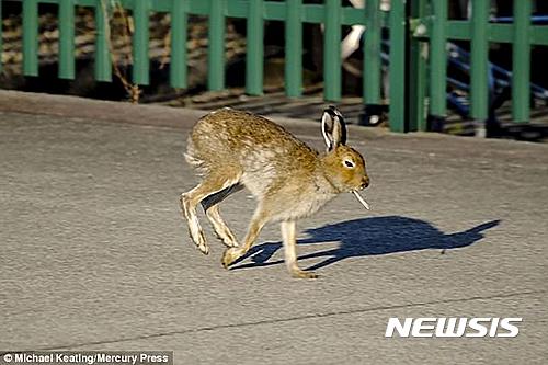 【서울=뉴시스】영국의 한 남성이 담배처럼 보이는 물체를 입에 문 토끼를 발견해 찍은 사진.(사진출처: 데일리메일) 2017.05.12.