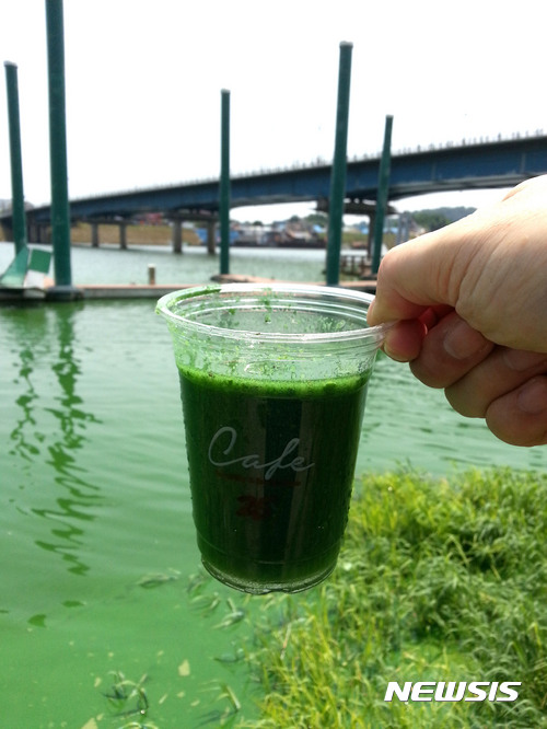 【나주=뉴시스】이창우 기자 = 14일 환경단체 등에 따르면 '4대강 살리기 사업' 문제점에 대해 문재인 정부의 전면 재조사 가능성이 높아짐에 따라 부작용이 속출한 '영산강 살리기 사업'이 향후 집중 재조명될 전망이다. 사진은 지난 2015년 7월 영산강 나주 중류 구간에서 관찰된 녹조. 2017.05.14 lcw@newsis.com
