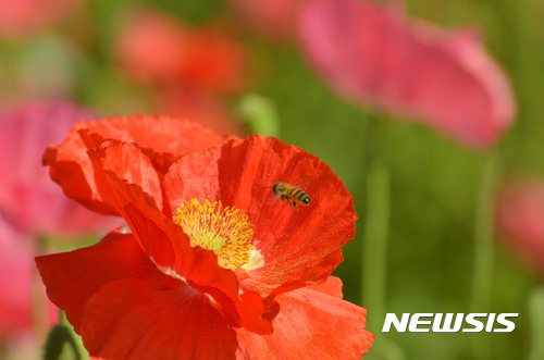 【양산=뉴시스】안지율 기자 = 13일 오후 제2회 양산시장배 전국철인 3종 경기가 펼쳐지는 물금읍 낙동강 황산공원에 아름다운 꽃 양귀비가 만개해 있다. 2017.05.13.&nbsp; alk9935@newsis.com 