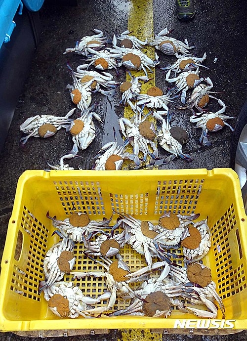 【부산=뉴시스】하경민 기자 = 해양수산부 동해어업관리단은 봄철 어패류 산란기를 맞아 지난 1~15일 어린고기 불법 포획·유통·판매 행위에 대한 일제단속을 벌여 총 38건의 불법행위를 적발했다고 16일 밝혔다.&nbsp;&nbsp; 사진은 음식점에서 압수한 복부 외부에 알을 품고 있는 포란꽃게. 2017.05.16. (사진=동해어업관리단 제공)&nbsp; yulnetphoto@newsis.com