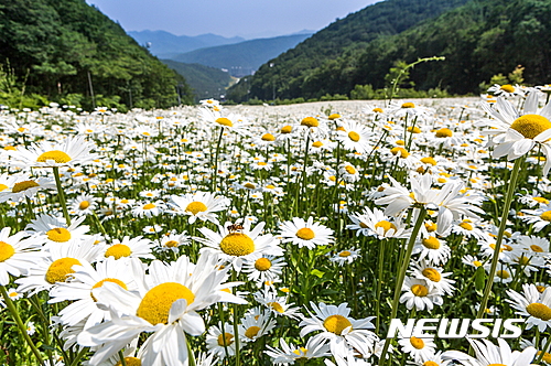 정선 야생화 (사진=하이원리조트 제공)