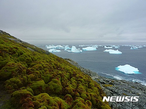 【서울=뉴시스】기후변화의 영향으로 남극에서 이끼류로 뒤덮힌 녹지 지대가 계속 늘어나고 있다고 워싱턴 포스트가 전했다. 이 신문은 지금같은 온실가스 배출이 계속된다면 언젠가는 얼음이 없는 남극이 되는 것도 불가능하지만은 않다고 내다봤다. <사진출처 : 워싱턴 포스트> 2017.5.19