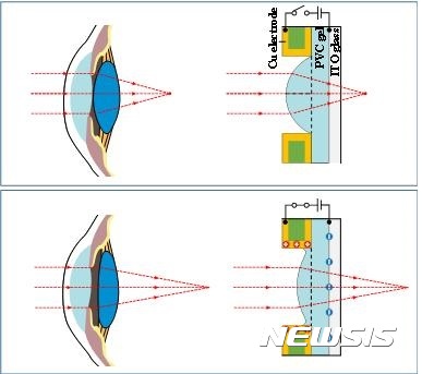 【천안=뉴시스】이종익 기자 = 충남 천안의 코리아텍은 컴퓨터공학부 김상연 교수와 연구팀이 세계 최초로 '초점 가변형 초박막 인공수정체'를 개발해 22일 논문지인 네이처 자매지(사이언티픽리포트)에 게재됐다고 23일 밝혔다.  사진은 전압에 따라 사람 눈보다 훨씬 가깝거나(사진 위), 더 멀리, 다양한 초첨으로 물체를 볼 수 있는 인공수정체를 이용한 생체모방렌즈 구조다.  2017.05.23. (사진=코리아텍 제공)   photo@newsis.com 