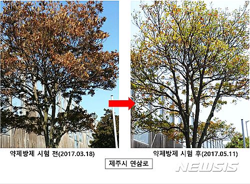 【제주=뉴시스】 제주특별자치도 세계유산본부는 24일 제주시 도심지에 식재된 담팔수 나무 주요 고사원인 파이토플라스마(Phytoplasma) 병원균에 대한 방제 방법을 찾았다고 밝혔다.&nbsp; 사진은 방제시험에 사용된 옥시테트라사이클린(Oxytetracycline) 약제를 시험목에 주사한 결과 담팔수가 일부 회복된 모습. 2017.05.24. (사진=제주도 세계유산본부 제공)&nbsp; photo@newsis.com