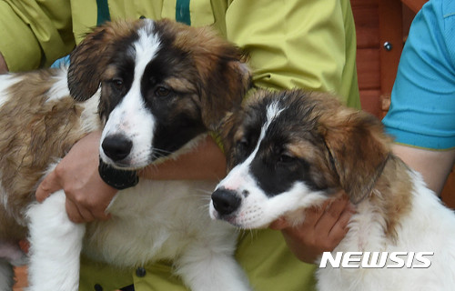 [대전=뉴시스]함형서 기자 = 지난 2017년 5월24일 오전 대전 중구 대전오월드에서 체세포와 난자 융합방식으로 복제에 성공해 300년만에 태어난 얼룩 삽살개인 첫째와 둘째가 공개되고 있다.조선 영조때 궁중화가였던 김두량이 그린 그림속의 얼룩 삽살개를 충남대학교 김민규 교수팀이 생명공학의 힘으로 복제했다. 2017.05.24.foodwork23@newsis.com