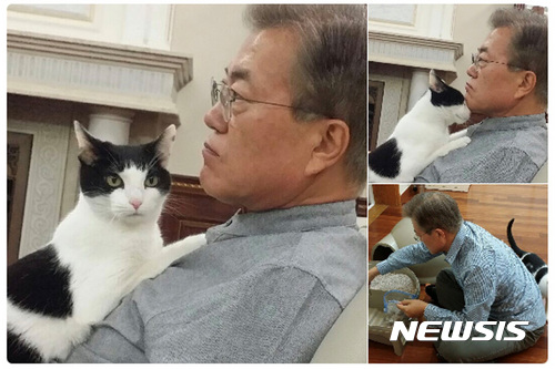 【서울=뉴시스】청와대 관저에서 '퍼스트캣' 찡찡이와 휴식을 취하고 있는 문재인 대통령의 모습. (사진=뉴시스DB). 2017.05.28. 